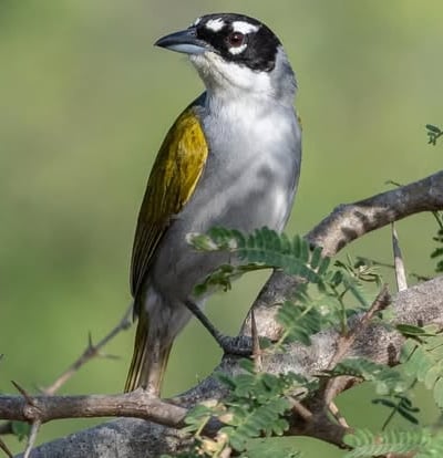 Image d'un oiseau rare de Fort Dauphin Fort liberté Haïti