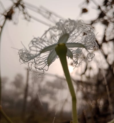 morning flower