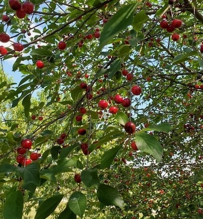 Sour Cherries used in Dog Byt Sour Cherry Infused Cider