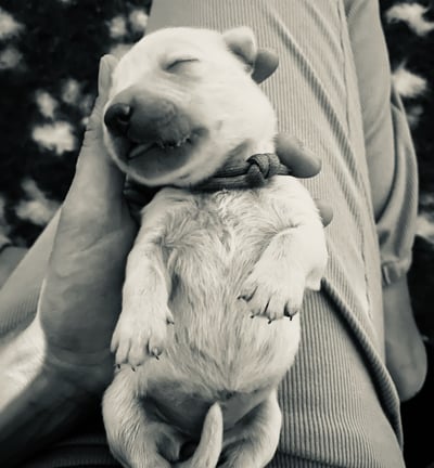 bébé golden retriever qui vient de naitre