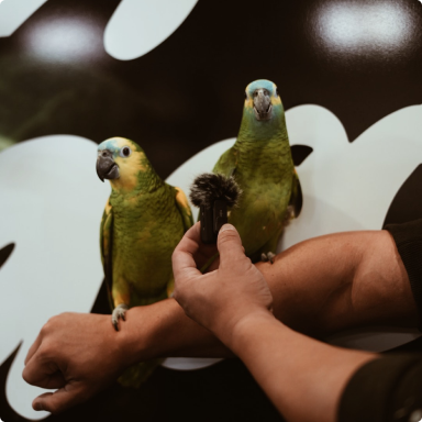 two parrots sitting on a table with a person holding a microphone