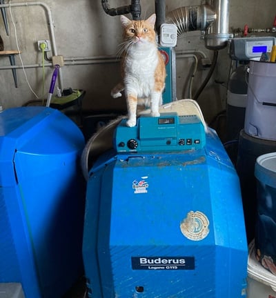 Un chat assis sur une chaudière à Bérenx