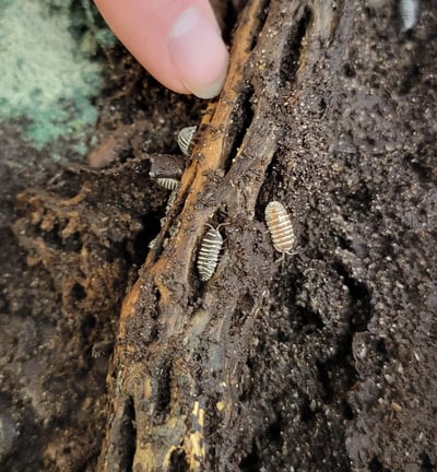 isopods for a bioactive terrarium