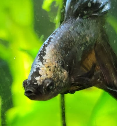 betta fish in planted aquarium