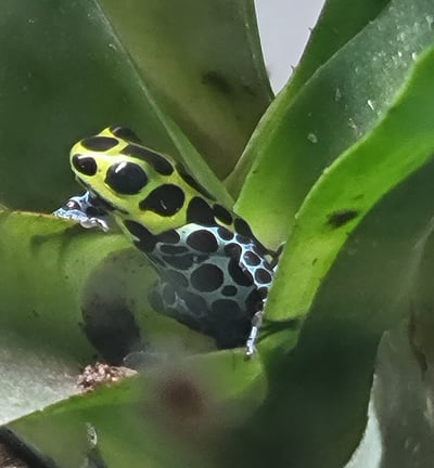 poison dart frog on bromiliad 