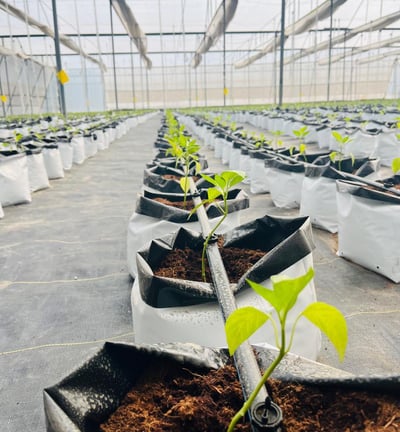 Green House Plant- Hydrogreen Energy Private Limited