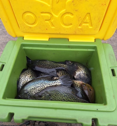 crappie fishing guide reelfoot