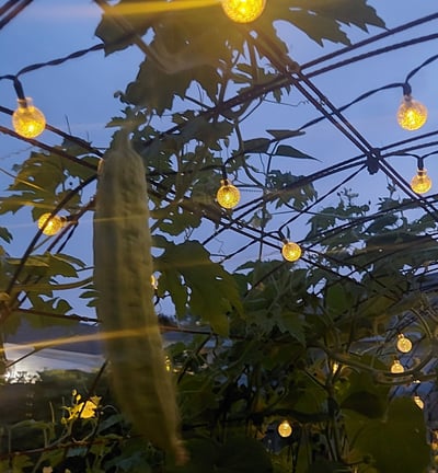 garden inspiration_8