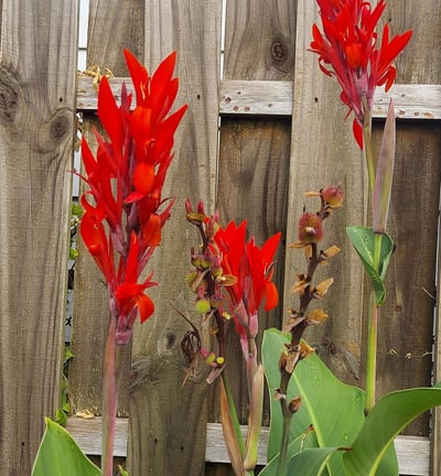 garden inspiration_7