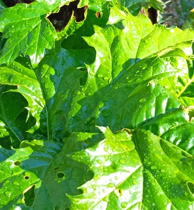 The broad acanthus leaves