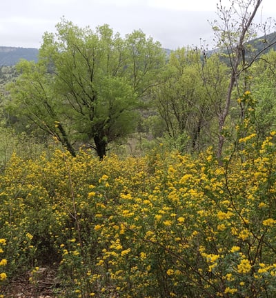 The golden genista