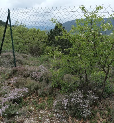 The thyme in bloom 