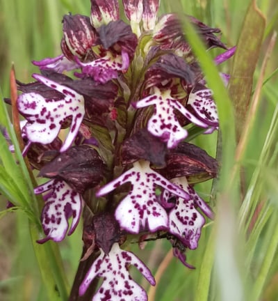 The lady orchid