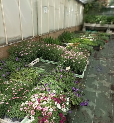 A tempting array of flowering plants