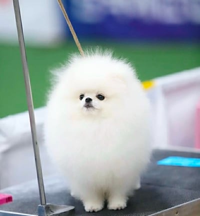 Cachorro calidad show de pomerania blanco en mexico FCM