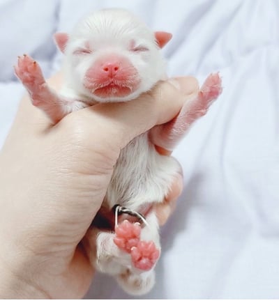 Cachorro recien nacido de pomeranian blanco