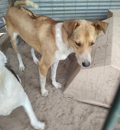 adoptable happy male dog, rez, ridgeback x, AIDEN, abq, NM New Mexico desertpawsnm.org