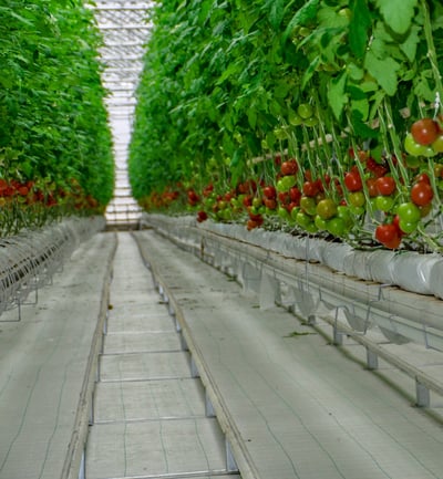 Greenhouse Growing Gutters