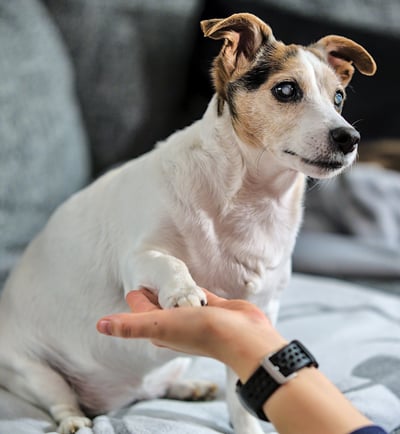 Hund auf einem Sofa, gibt Fötchen