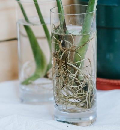 Aroid cuttings with roots in water
