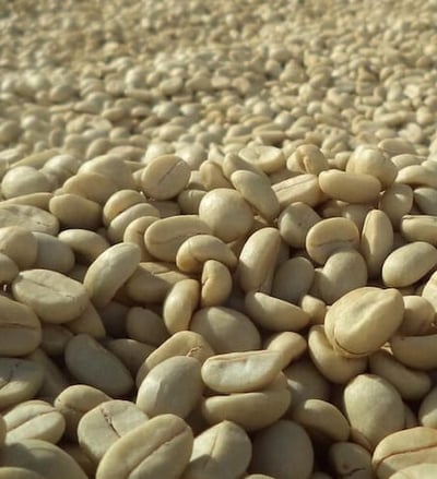 Lavado Dopamine Coffee