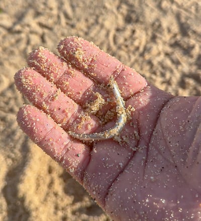 sand eels alive
