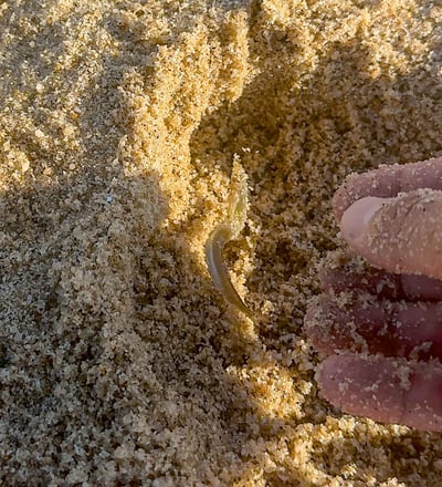 sand eels