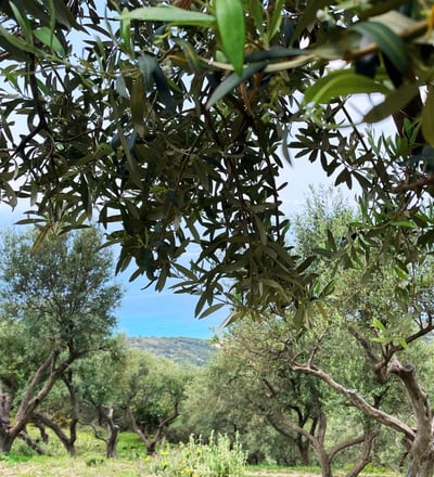 O livadă de măslini crescuți natural oloi
