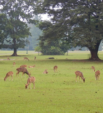 Lush greenery and diverse plant species at Bogor Botanical Gardens in West Java.