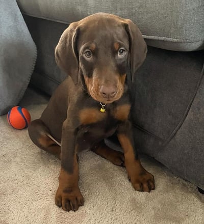 Doberman Puppies for Sale