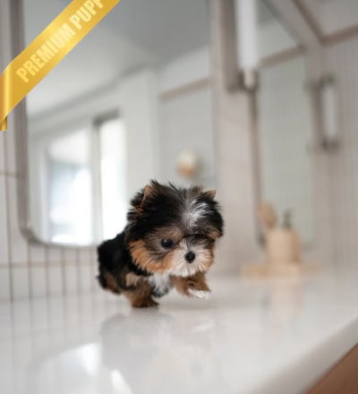 Dogs & Puppies for sale SA - South Africa