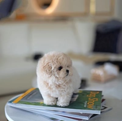 Dogs & Puppies for sale SA - South Africa