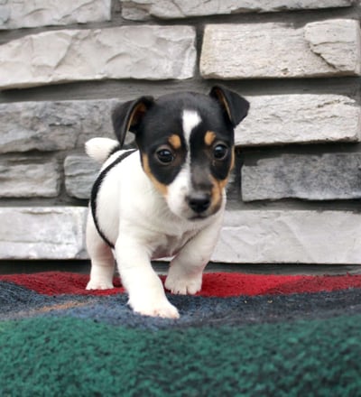 Dogs & Puppies for sale SA - South Africa