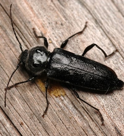 les insectes du bois 