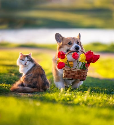 Cute Corgi Dog holding a basket of tulips