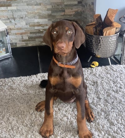 Doberman Puppies for Sale