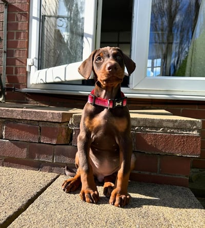 Doberman Puppies for Sale