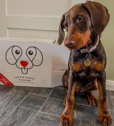 Doberman Puppies for Sale