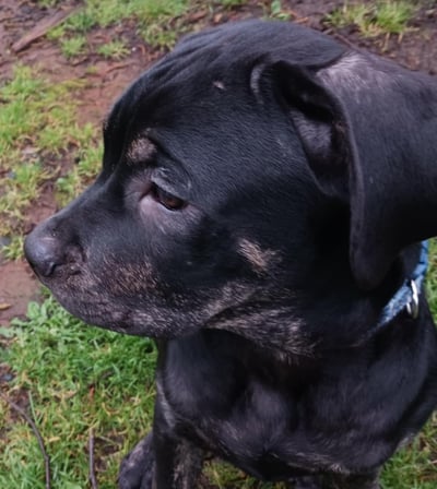 Cane Corso Brindle Socks Male