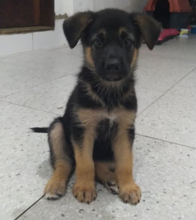 German Shepherd Puppies for Sale