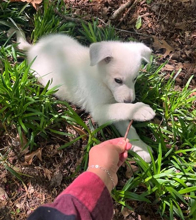 German Shepherd puppies for sale