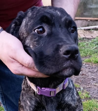Cane Corso Brindle Female