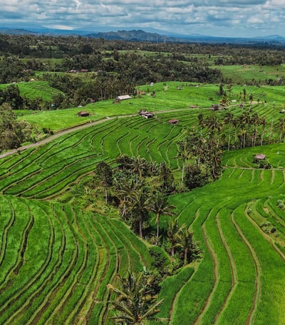 Paysage aérien des rizières de Jatiluwih à Bali.