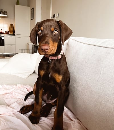 Doberman Puppies for Sale