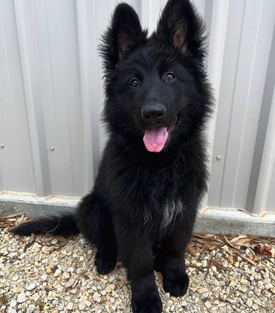 German Shepherd Puppies for Sale
