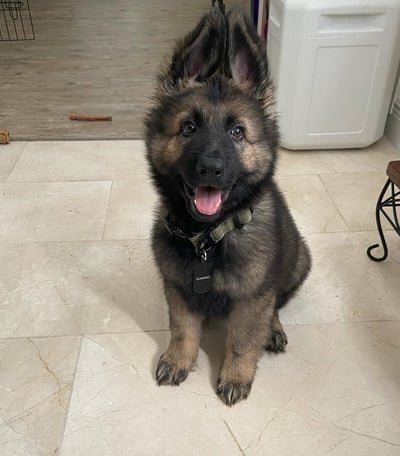 German Shepherd Puppies for Sale
