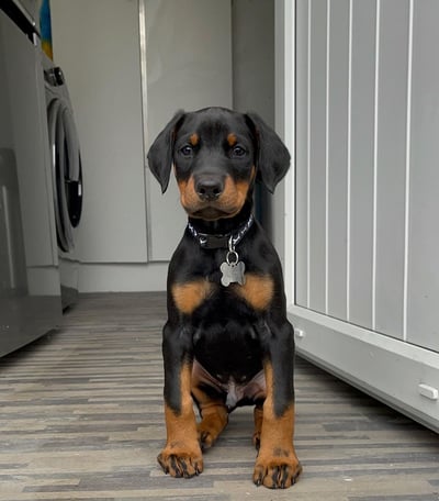 Doberman Puppies for Sale