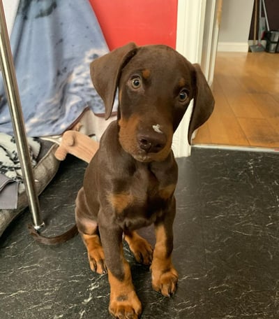 Doberman Puppies for Sale