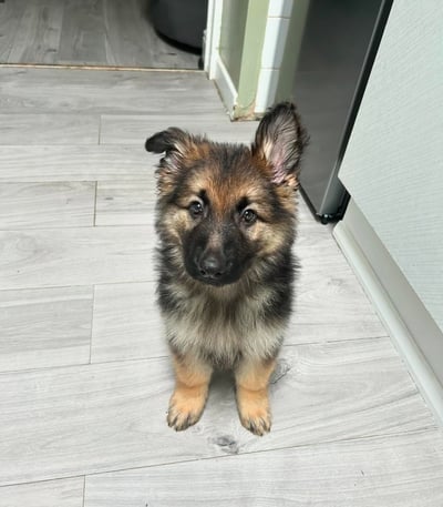 German Shepherd Puppies for Sale