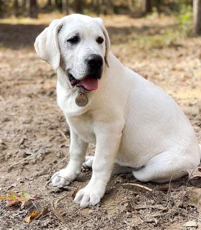 Labrador Retriever Puppies for Sale